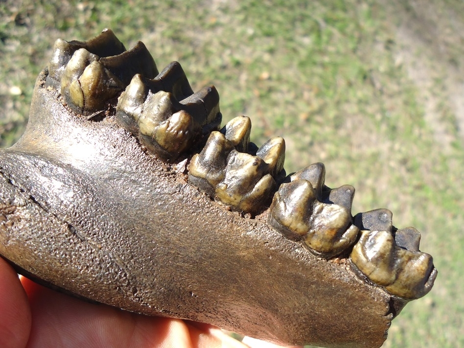 Large image 3 Museum Quality Tapir Maxilla with Five Teeth
