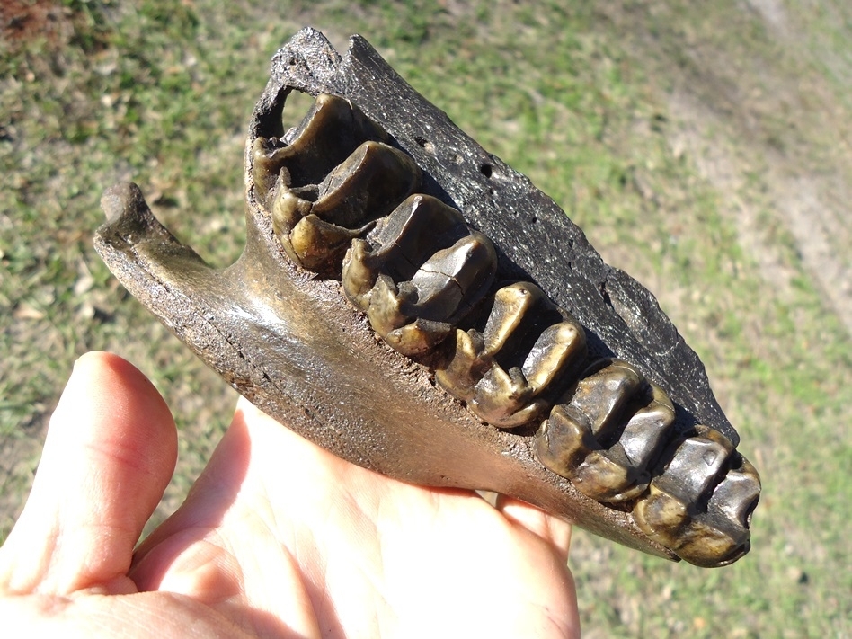 Large image 4 Museum Quality Tapir Maxilla with Five Teeth