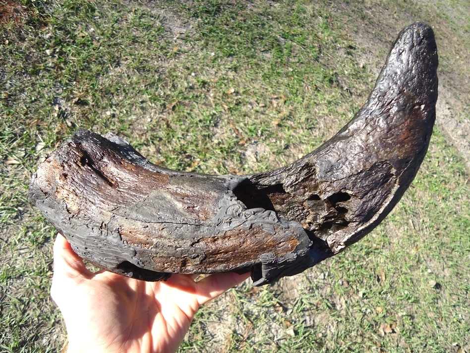 Large image 2 Massive Bison Horn Core