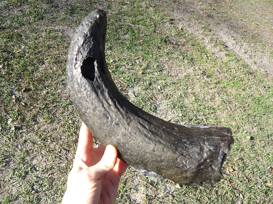 Large image 4 Massive Bison Horn Core