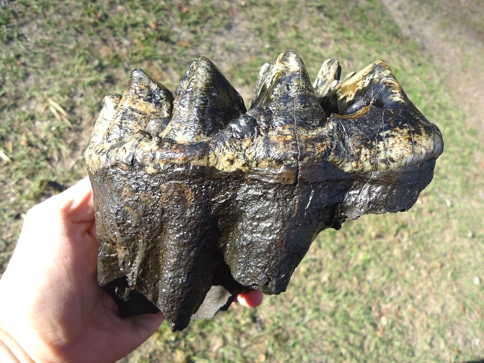 Large image 1 Gorgeous Rooted Five Hump Mastodon Tooth