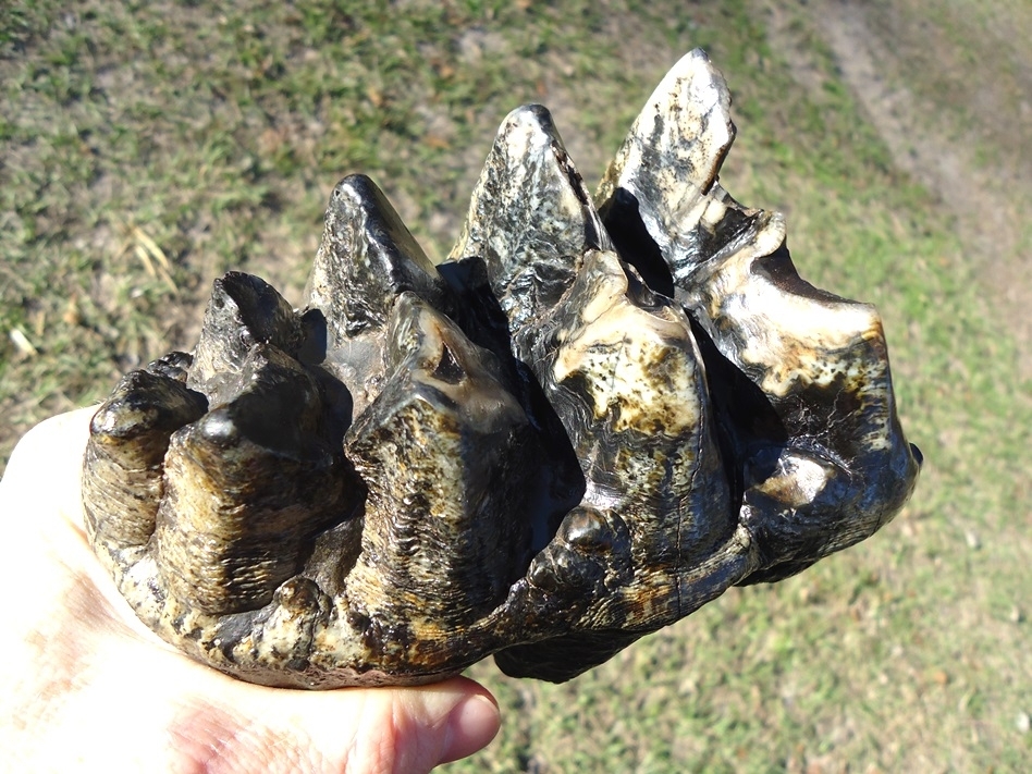 Large image 2 Gorgeous Rooted Five Hump Mastodon Tooth