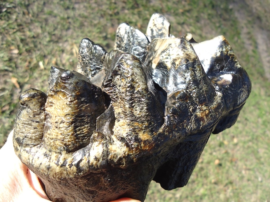 Large image 3 Gorgeous Rooted Five Hump Mastodon Tooth