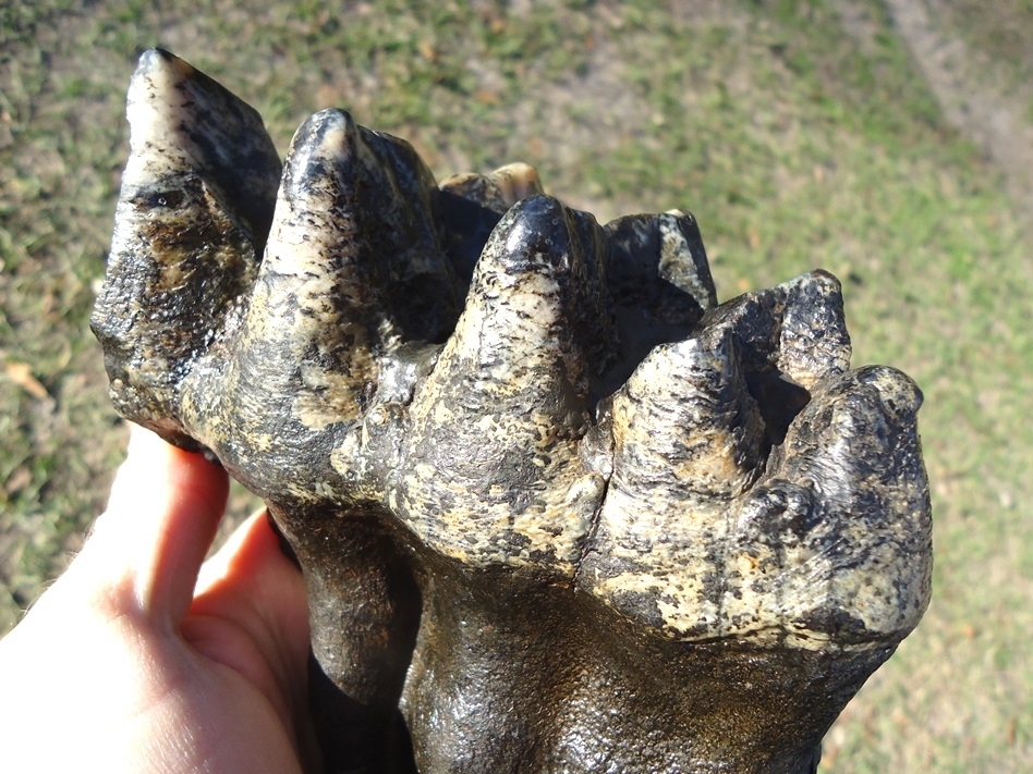 Large image 4 Gorgeous Rooted Five Hump Mastodon Tooth