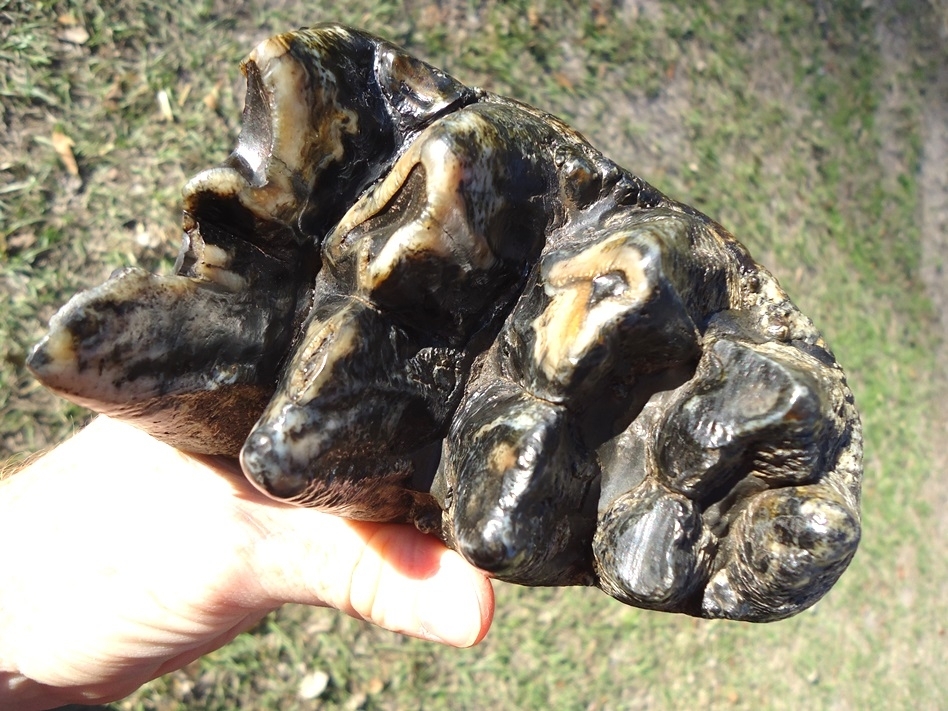 Large image 5 Gorgeous Rooted Five Hump Mastodon Tooth