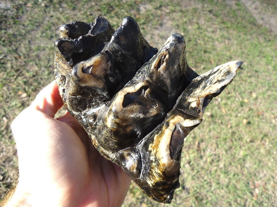 Large image 6 Gorgeous Rooted Five Hump Mastodon Tooth