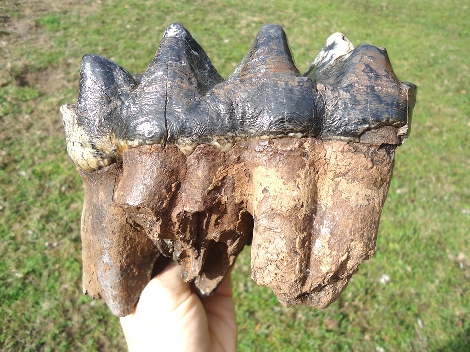 Large image 1 Museum Quality Rooted Five Hump Mastodon Tooth