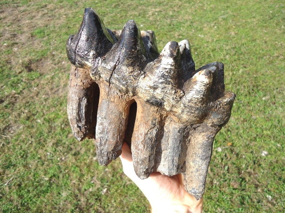 Large image 4 Museum Quality Rooted Five Hump Mastodon Tooth