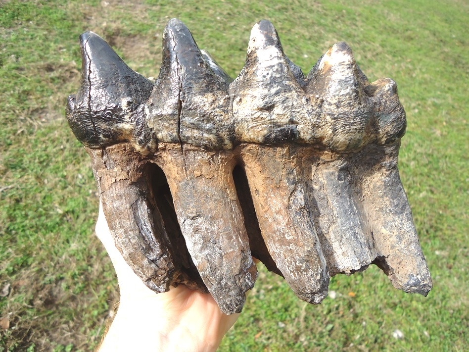 Large image 6 Museum Quality Rooted Five Hump Mastodon Tooth