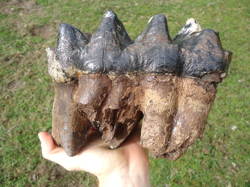Large image 8 Museum Quality Rooted Five Hump Mastodon Tooth