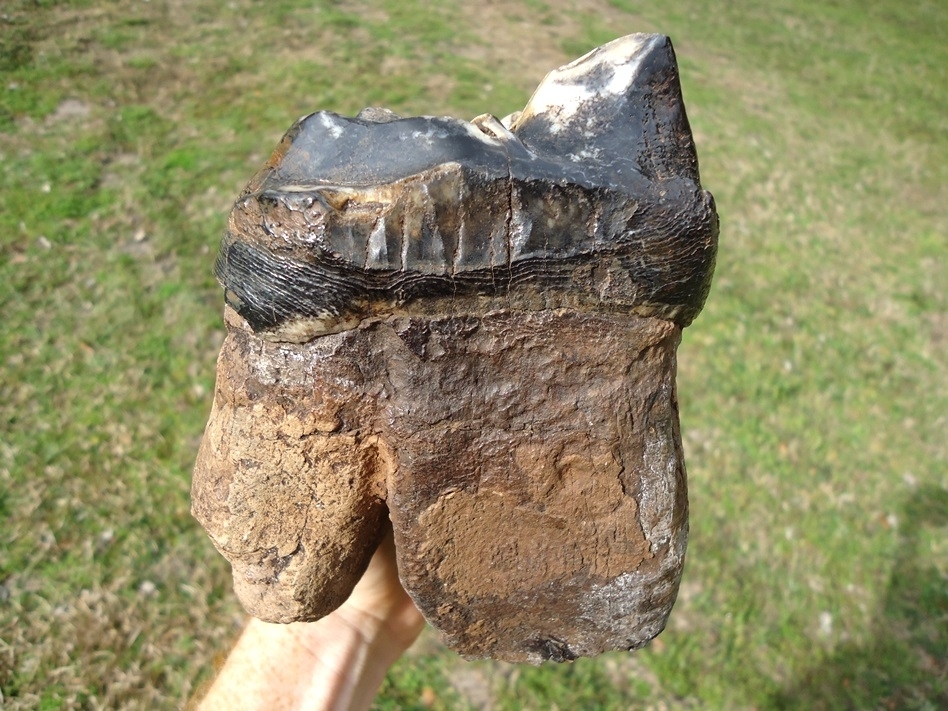 Large image 9 Museum Quality Rooted Five Hump Mastodon Tooth