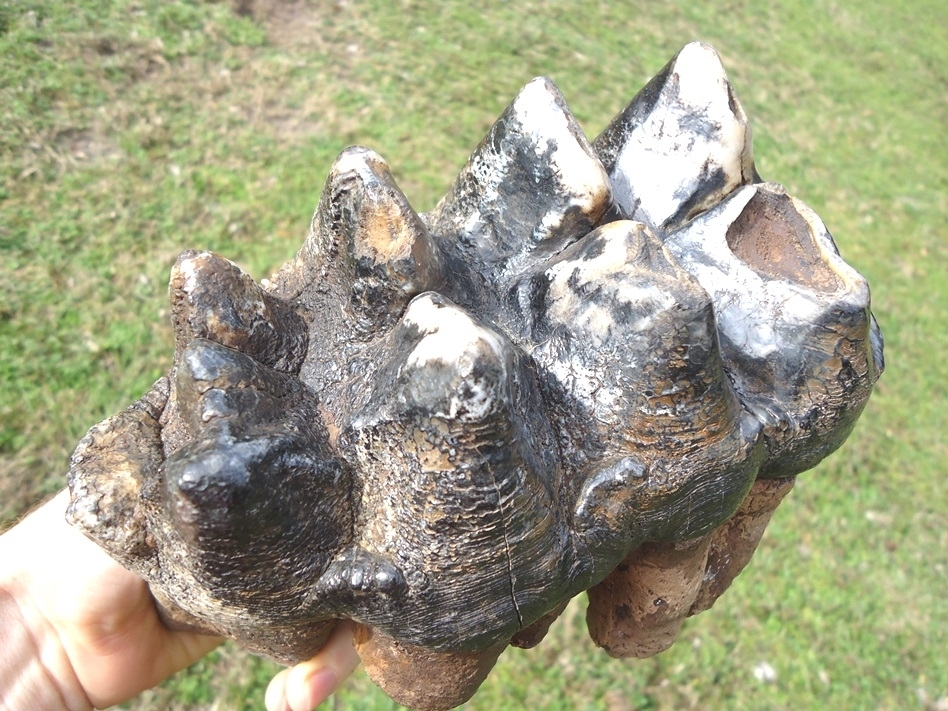 Large image 2 Museum Quality Rooted Five Hump Mastodon Tooth