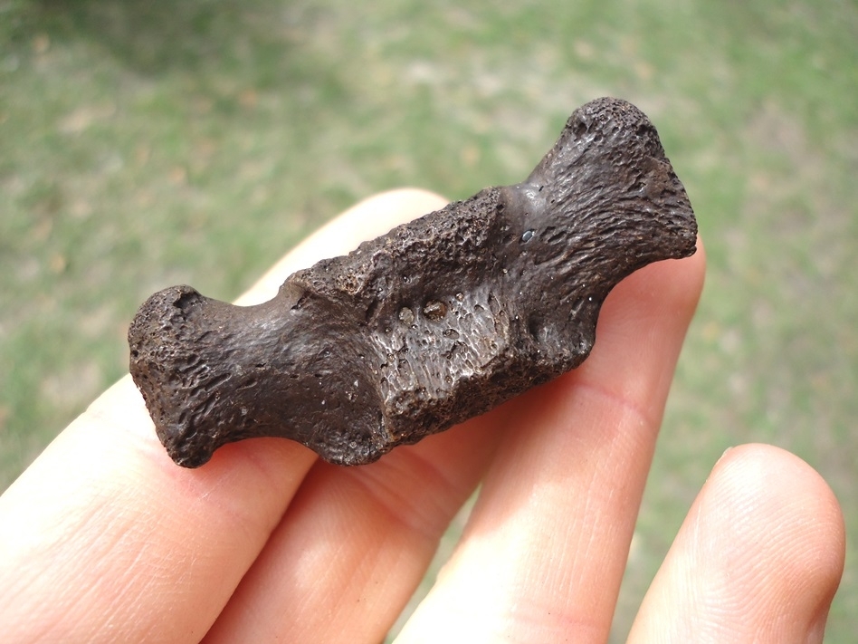 Large image 2 Juvenile Sloth Caudal Vertebra