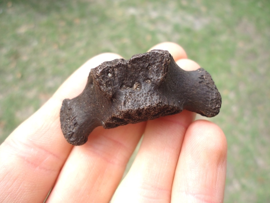 Large image 3 Juvenile Sloth Caudal Vertebra