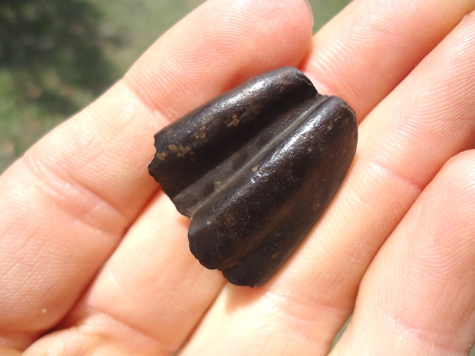 Large image 3 Rare Juvenile Paramylodon Sloth Tooth