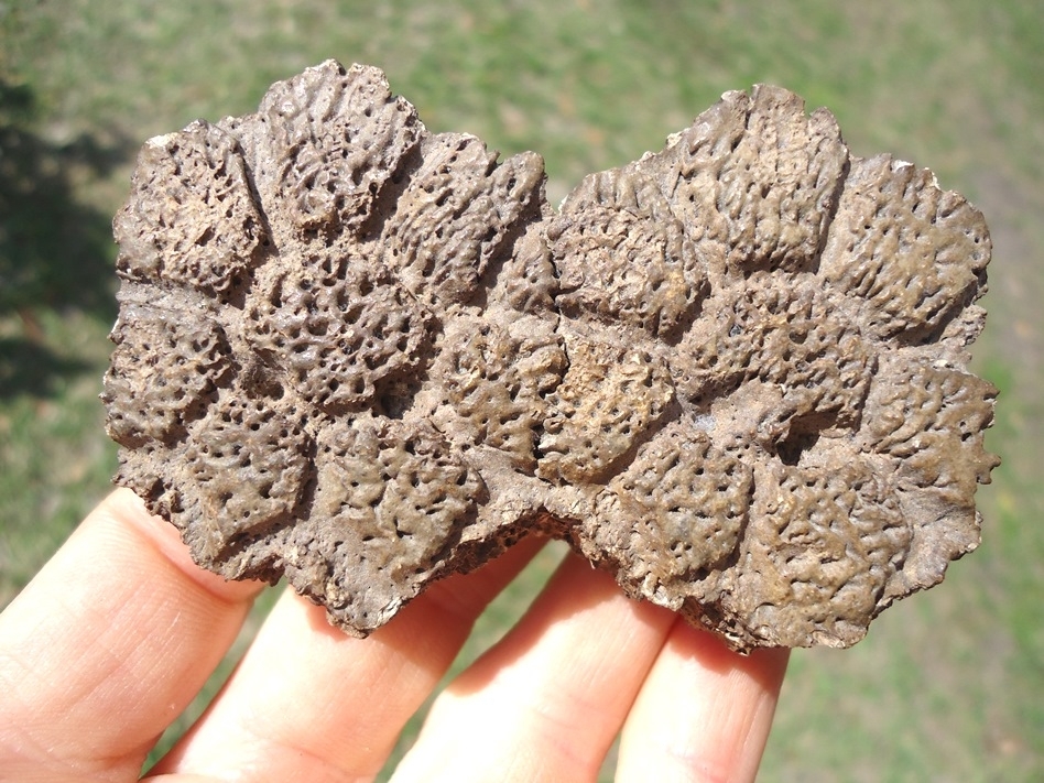 Large image 1 Excellent Fused Glyptodon Scutes