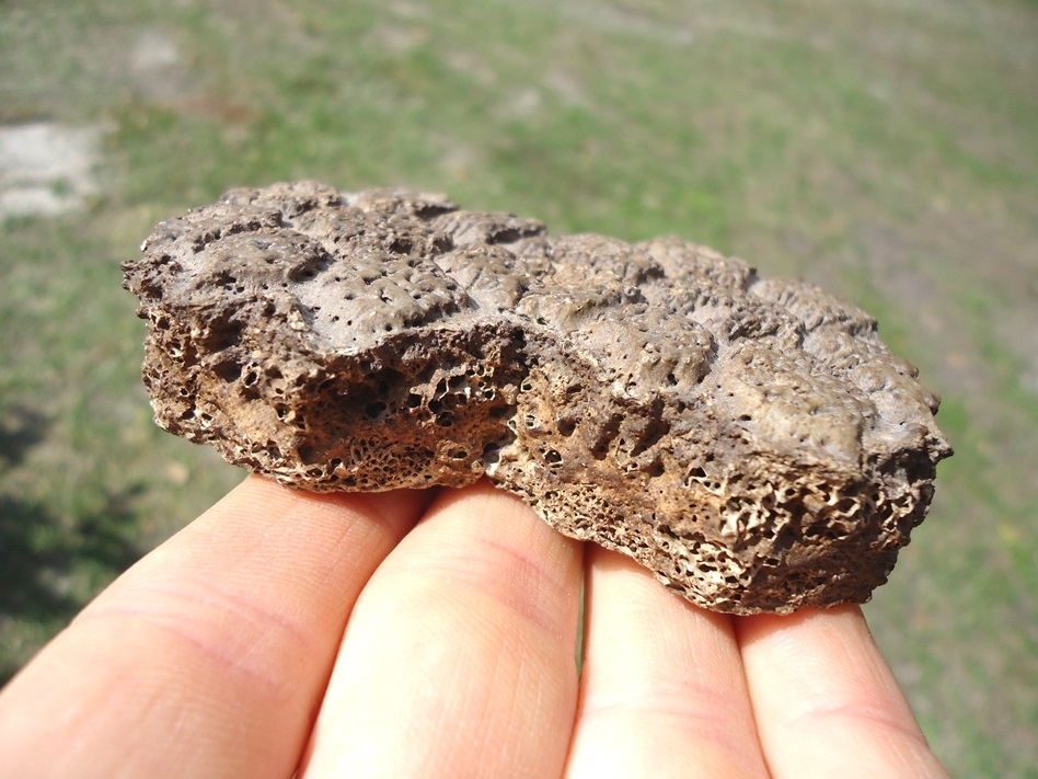 Large image 2 Excellent Fused Glyptodon Scutes
