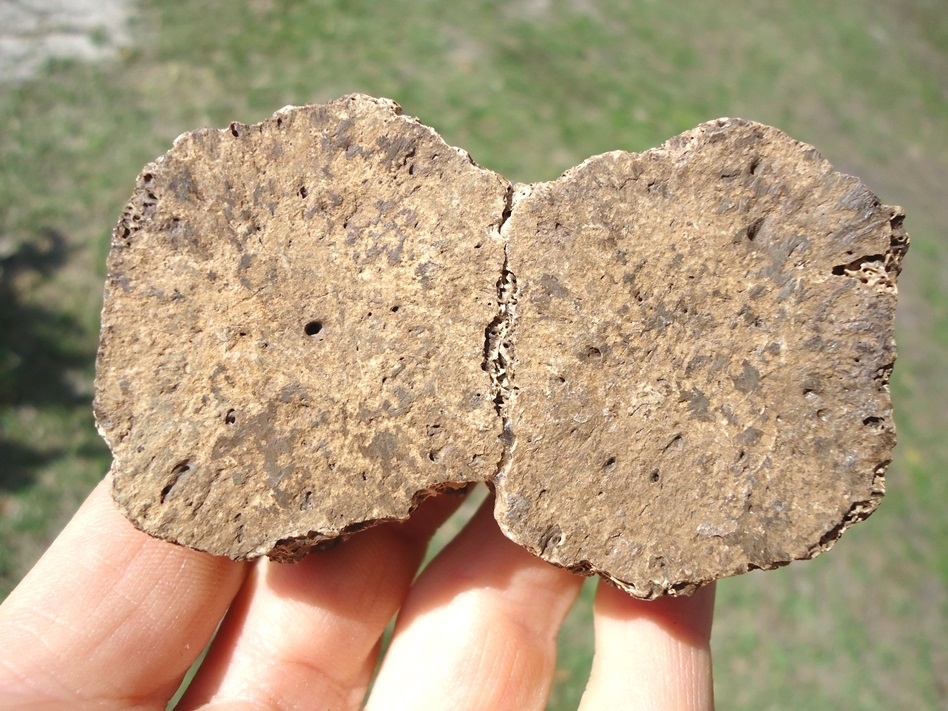 Large image 3 Excellent Fused Glyptodon Scutes
