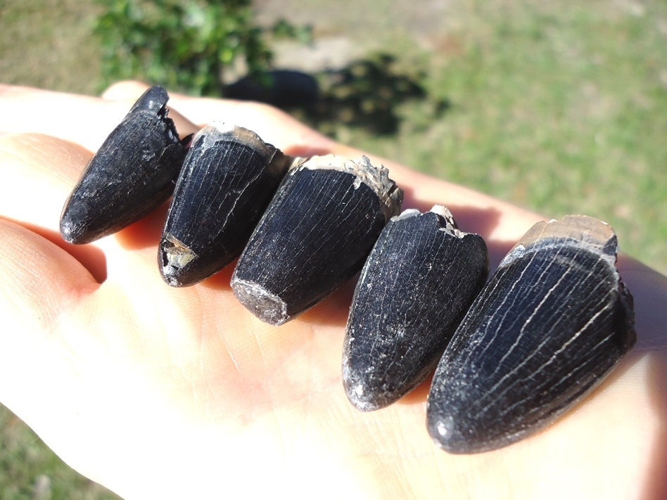 Large image 1 Five Extra Large Alligator Teeth