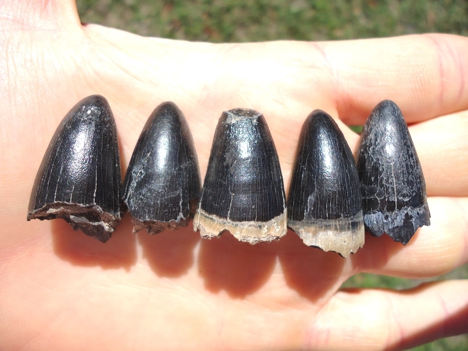 Large image 2 Five Extra Large Alligator Teeth