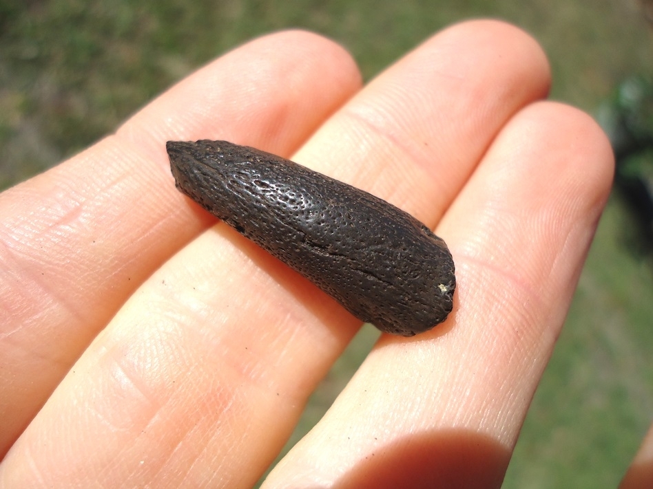 Large image 3 Snapping Turtle Claw Core