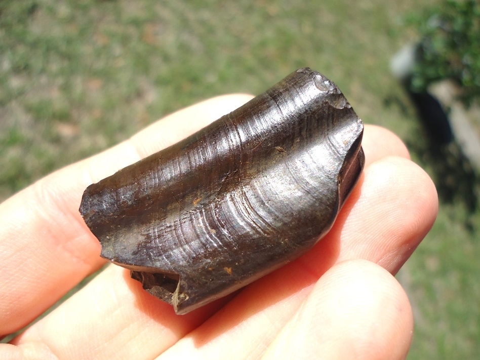 Large image 3 Super Attractive Paramylodon Sloth Tooth