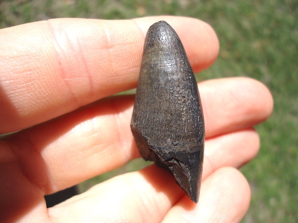 Large image 1 Massive 1.63' Alligator Tooth