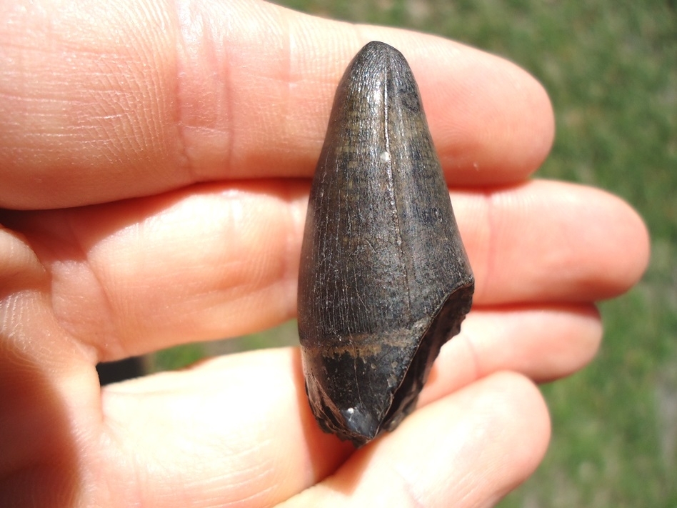 Large image 2 Massive 1.63' Alligator Tooth