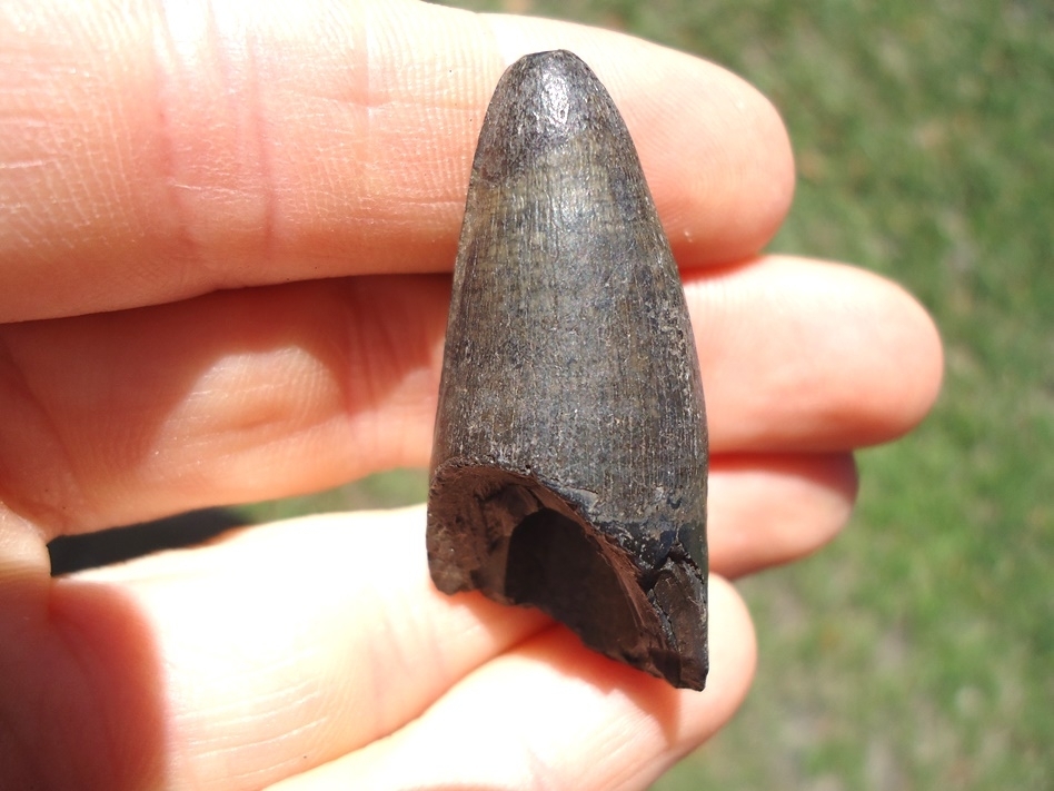 Large image 3 Massive 1.63' Alligator Tooth