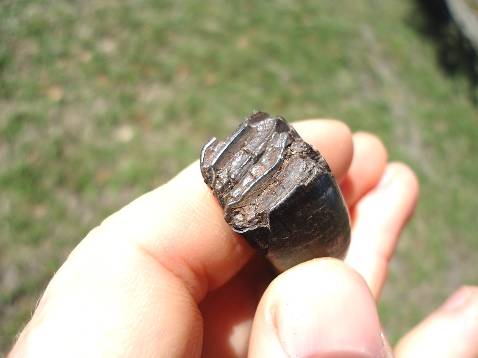 Large image 3 Excellent Giant Beaver Molar