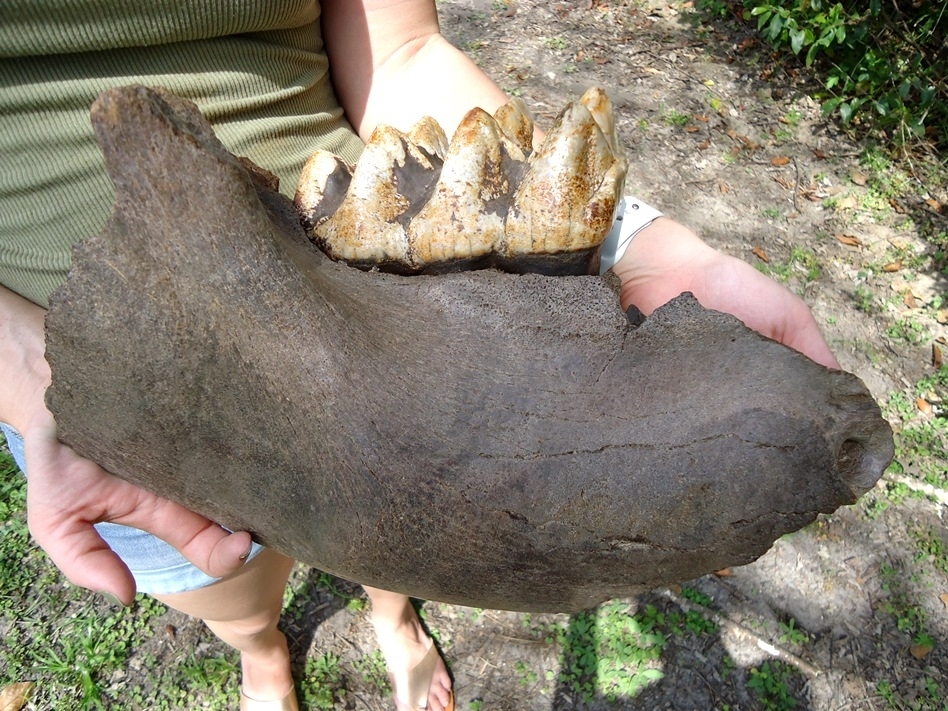 Large image 1 Massive Mastodon Jaw Section with Gorgeous Tooth Intact