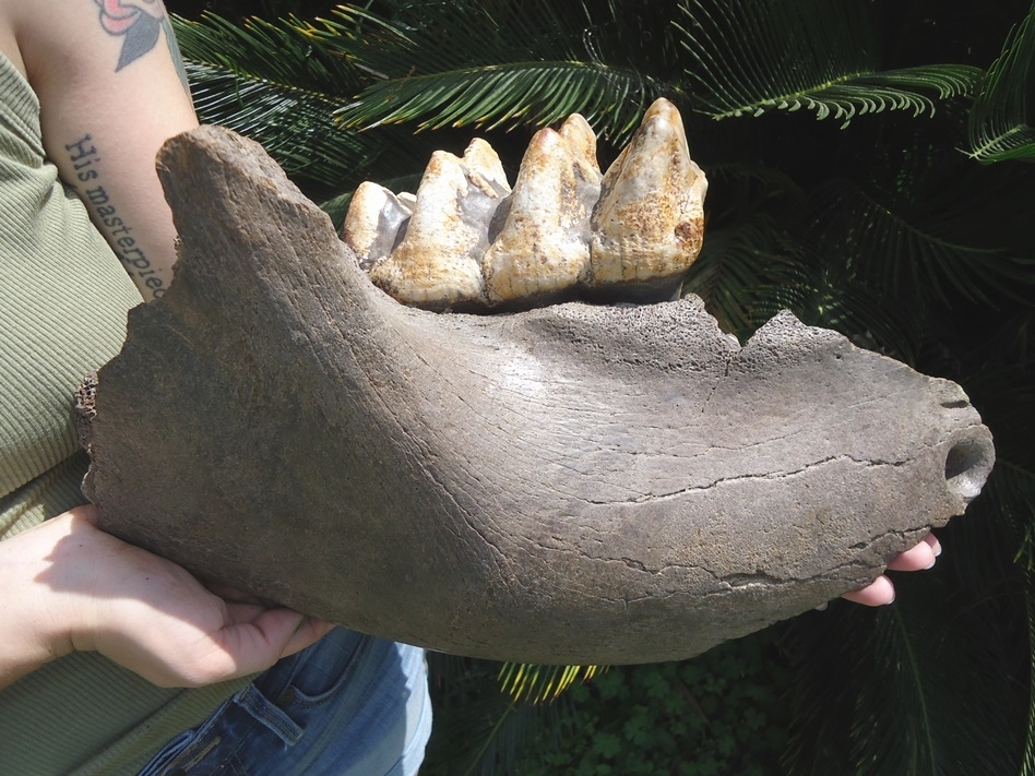 Large image 2 Massive Mastodon Jaw Section with Gorgeous Tooth Intact