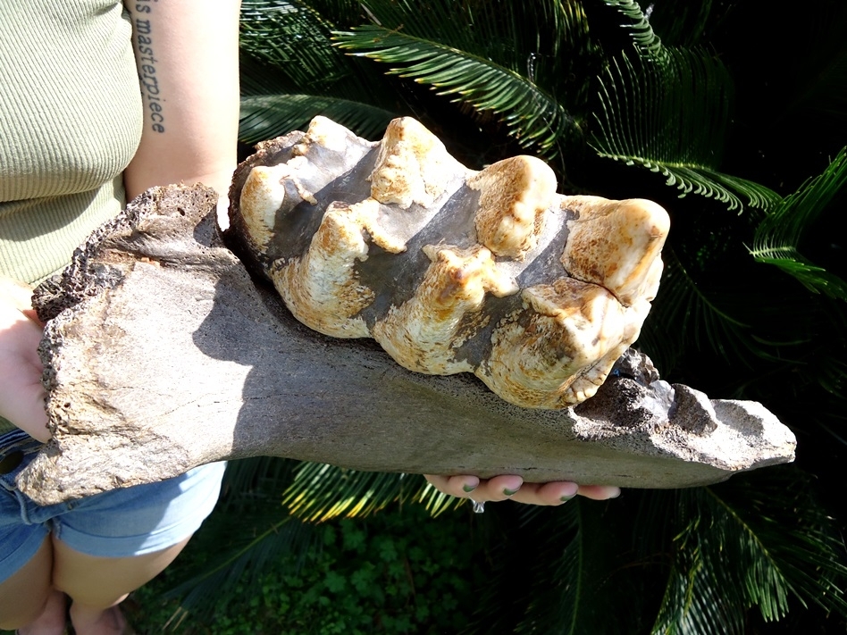 Large image 3 Massive Mastodon Jaw Section with Gorgeous Tooth Intact