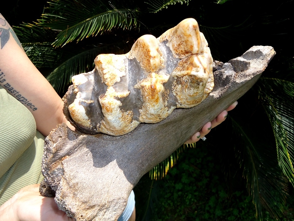 Large image 4 Massive Mastodon Jaw Section with Gorgeous Tooth Intact