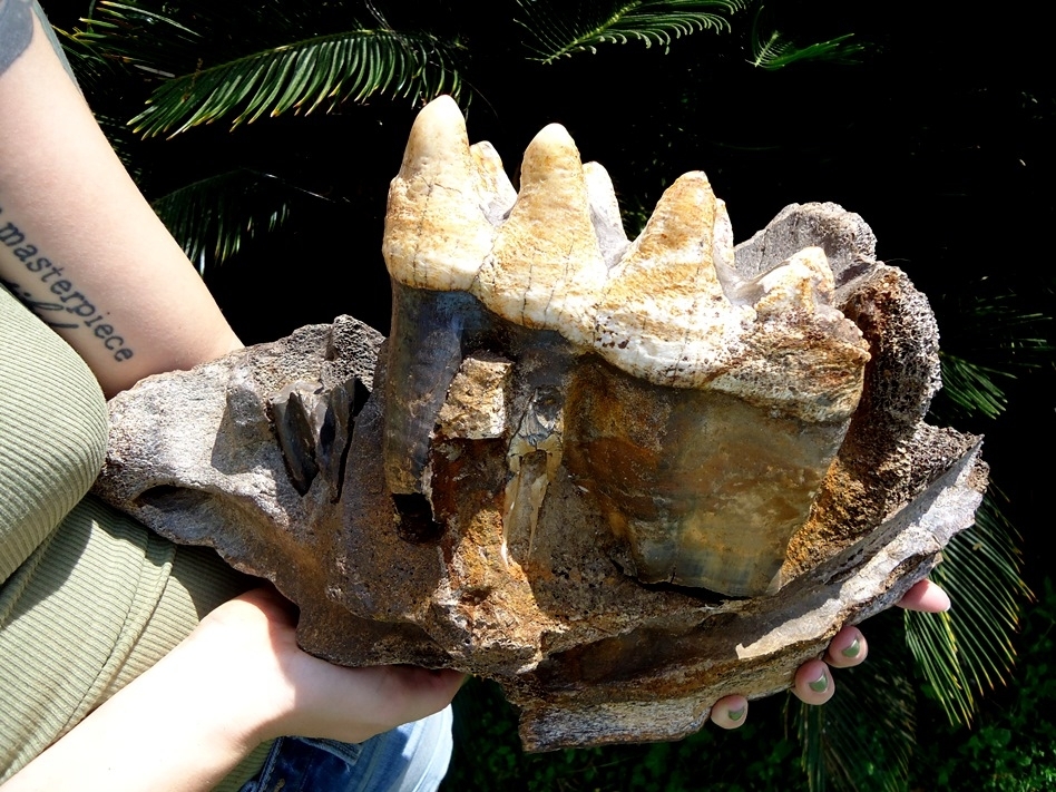 Large image 5 Massive Mastodon Jaw Section with Gorgeous Tooth Intact