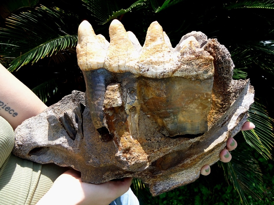 Large image 6 Massive Mastodon Jaw Section with Gorgeous Tooth Intact