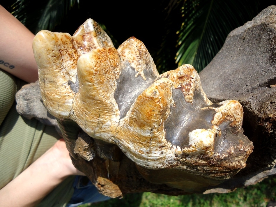 Large image 7 Massive Mastodon Jaw Section with Gorgeous Tooth Intact