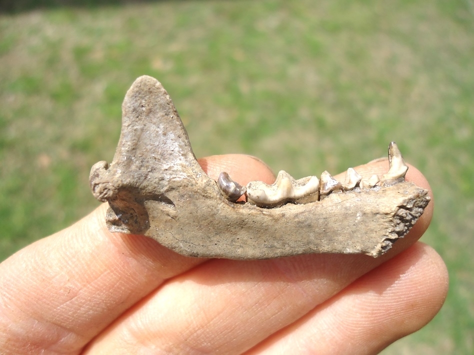 Large image 1 Remarkable Striped Skunk Mandible