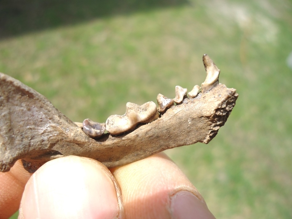 Large image 2 Remarkable Striped Skunk Mandible