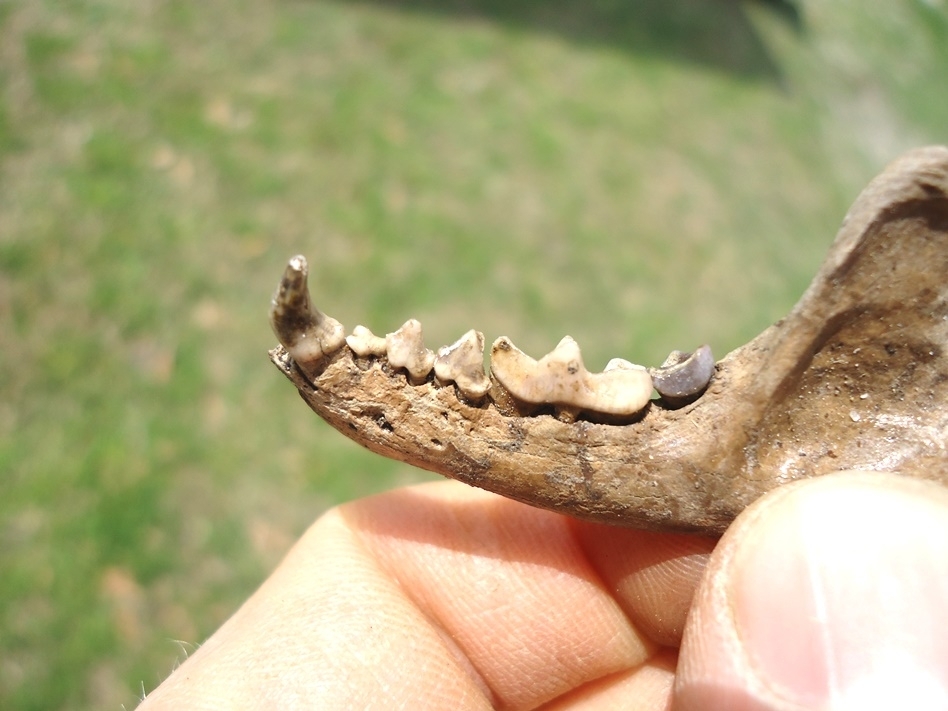 Large image 3 Remarkable Striped Skunk Mandible