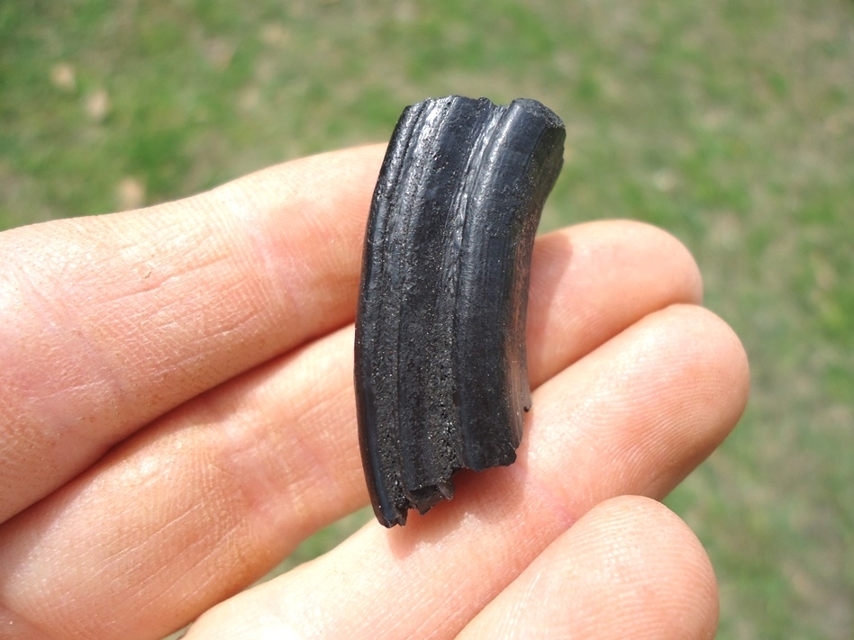 Large image 1 Glossy Black Giant Beaver Molar