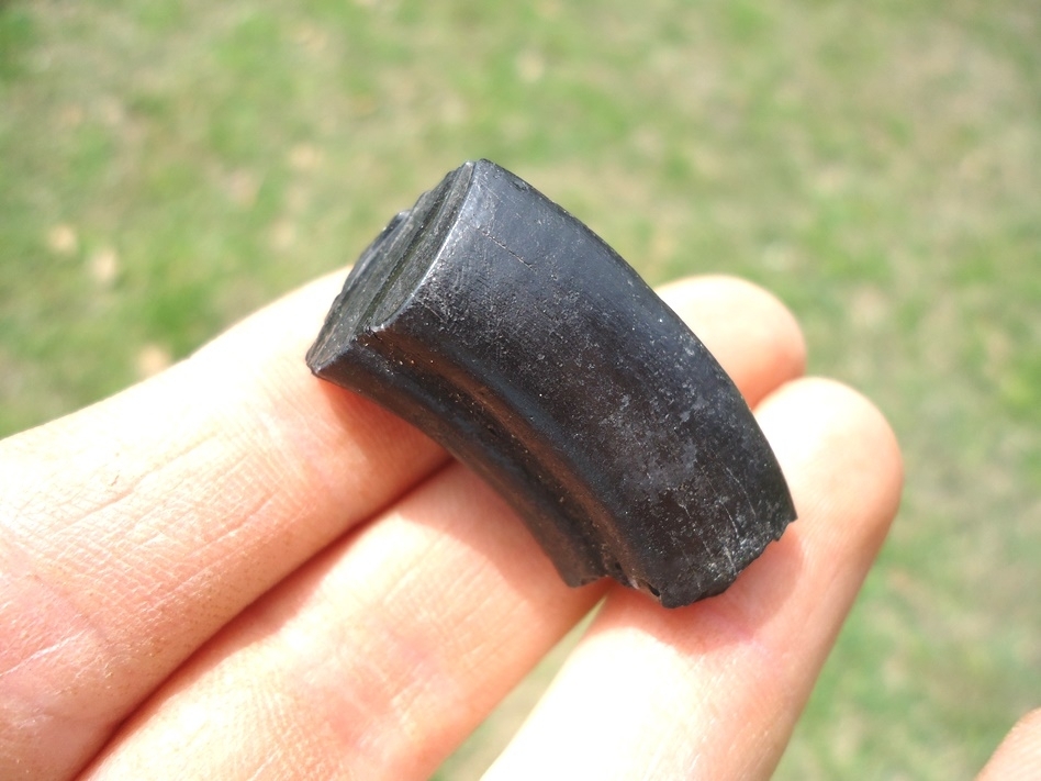 Large image 2 Glossy Black Giant Beaver Molar