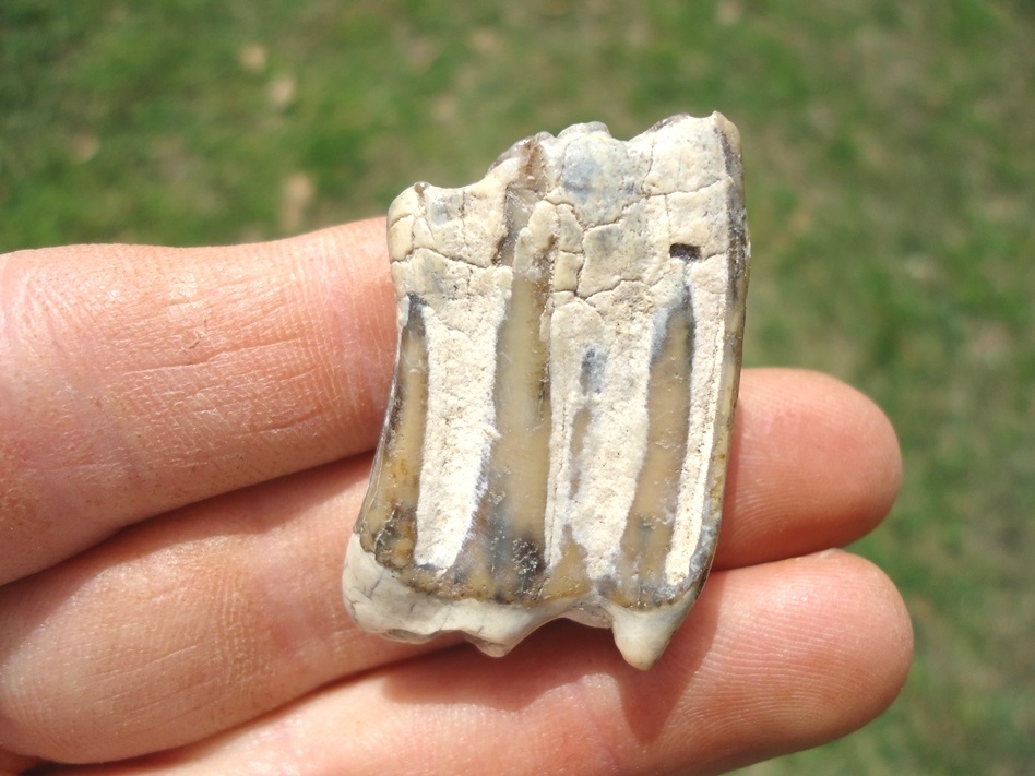 Large image 1 Excellent Three Toed Horse Tooth