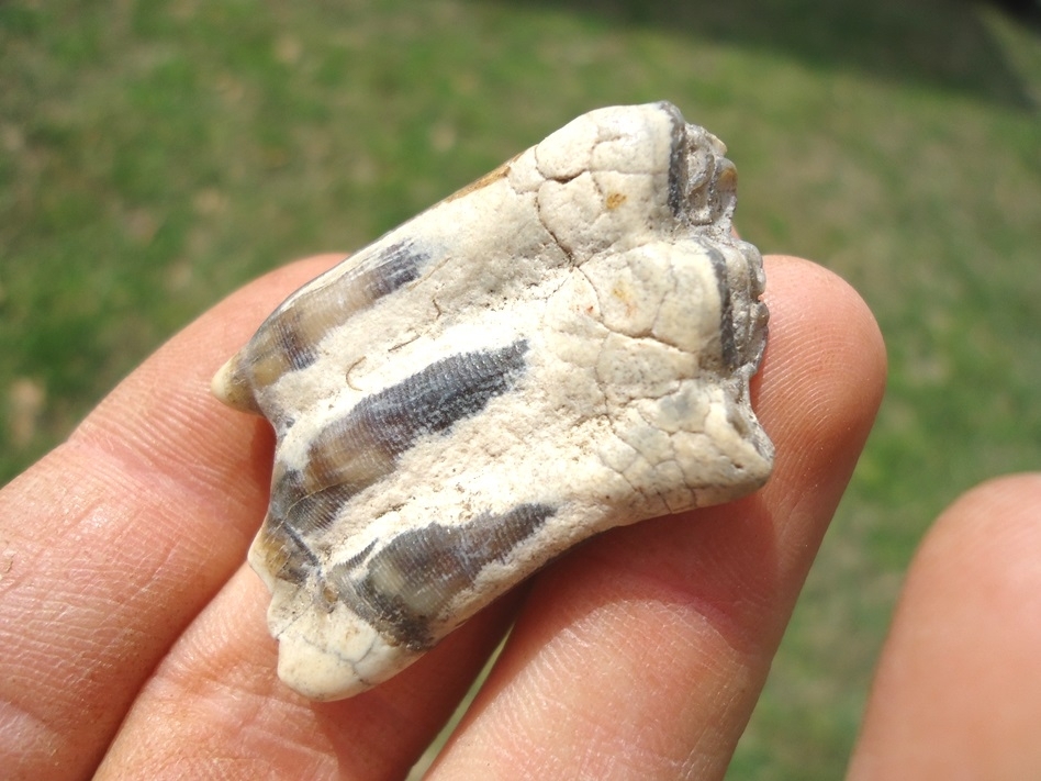 Large image 3 Excellent Three Toed Horse Tooth