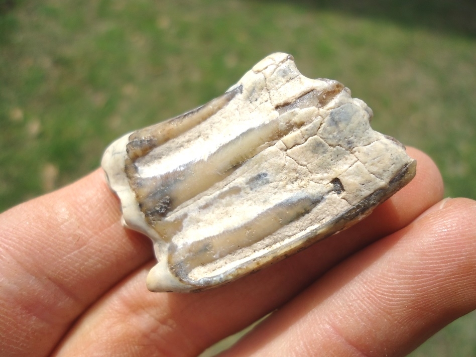 Large image 4 Excellent Three Toed Horse Tooth