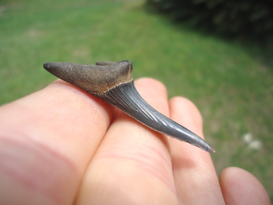 Large image 2 Rare Cretaceous Goblin Shark Tooth