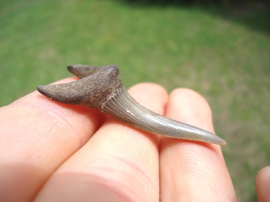 Large image 2 Rare Cretaceous Goblin Shark Tooth