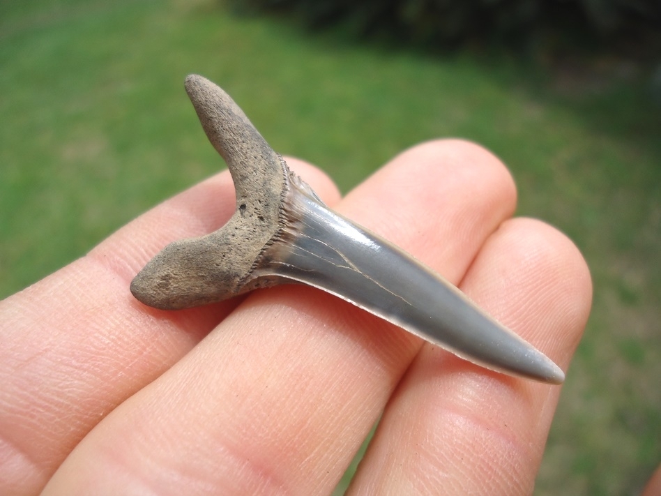 Large image 1 Rare Cretaceous Goblin Shark Tooth