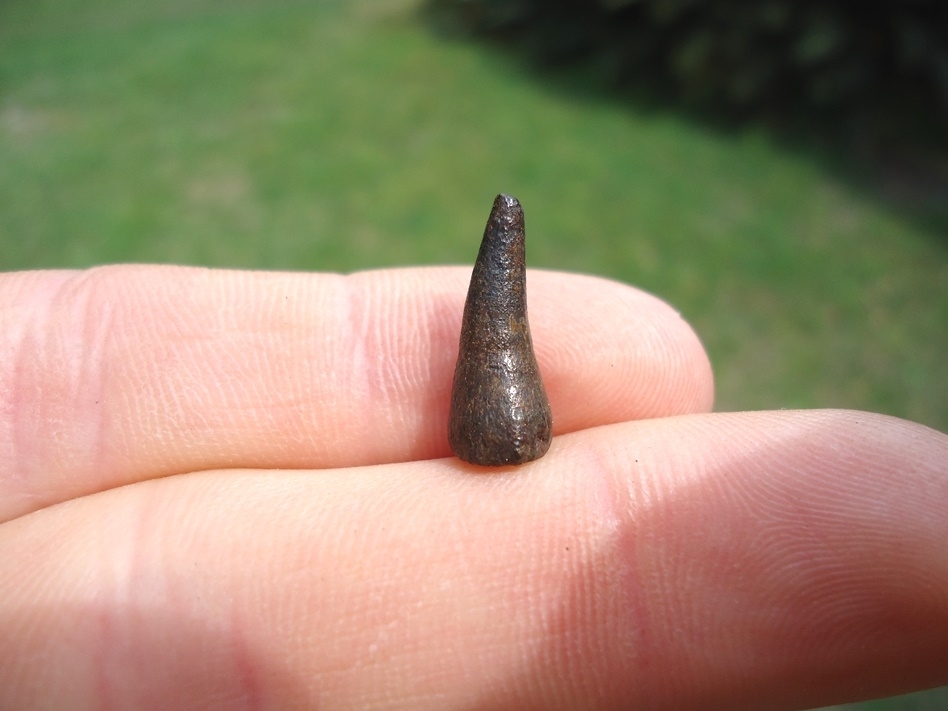 Large image 1 Rare Alligator Gar Tooth