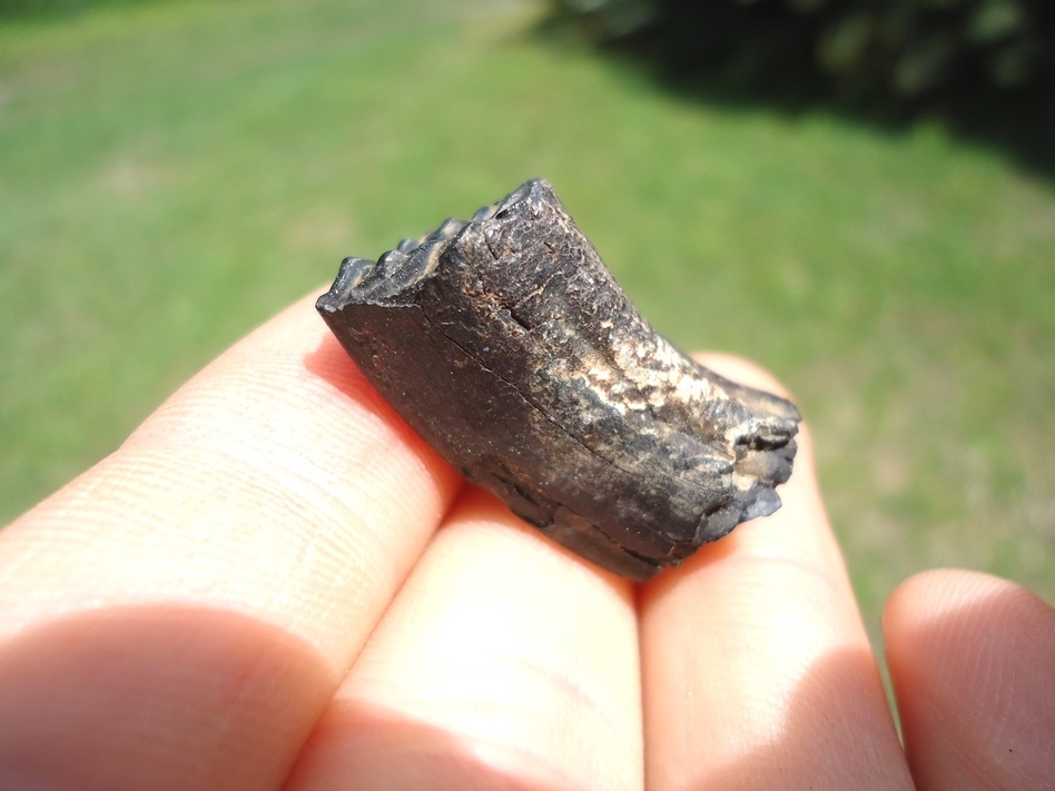 Large image 1 Remarkable Three Toed Horse Upper Molar